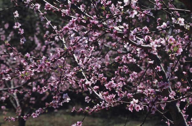 Flowering peach orchard in early spring