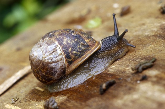 What Animals Eat Hosta Plants? | Hunker