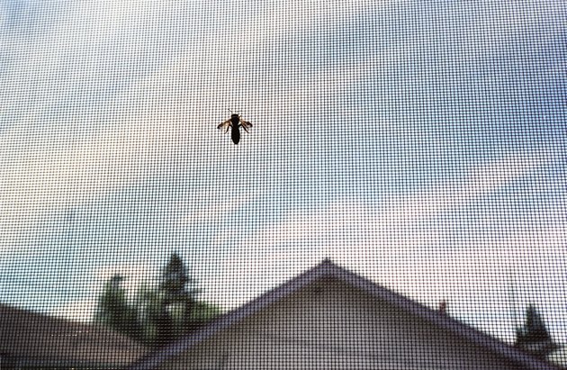 Fly on screen