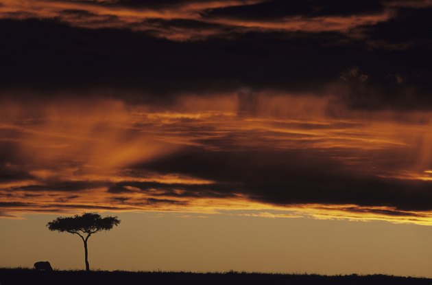 Clouds low over acacia tree on savannah, Masai Mara National Reserve, Kenya