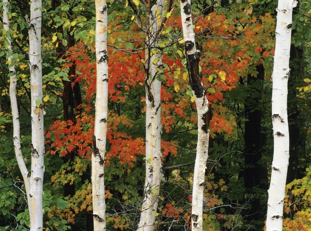 American White Birch tree trunks in New Hampshire, USA