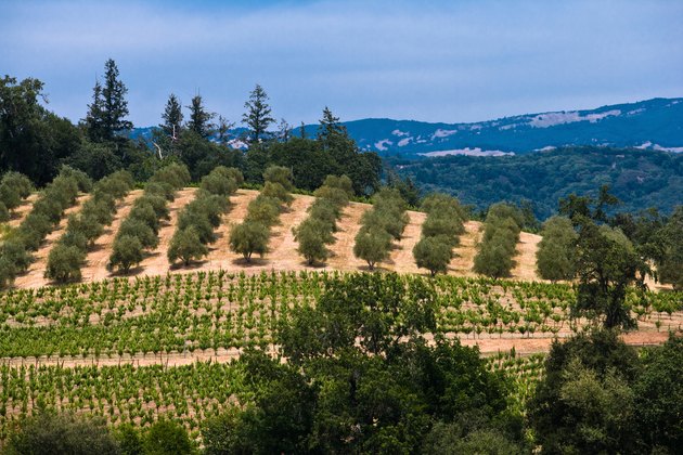 Olive orchard in Sonoma Valley, California.