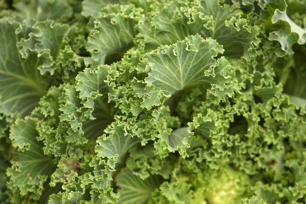Close-up of cabbage