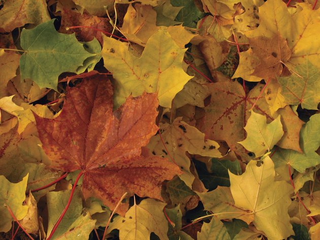 Colorful leaves