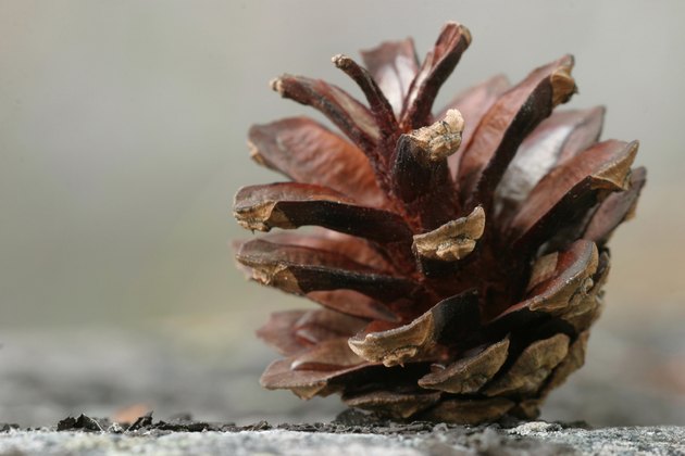 Pine cone