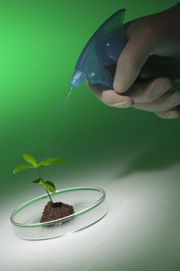 Hydrogen Peroxide For Boosting Plant Growth | Hunker