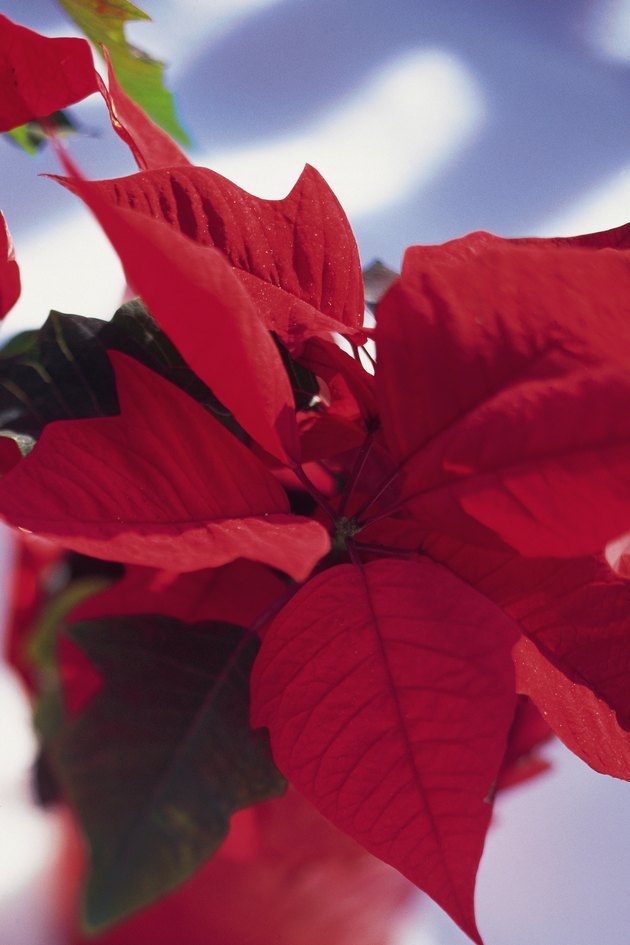 my-poinsettia-is-dropping-leaves-has-black-spots-hunker