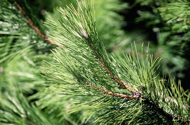 Tree branch
