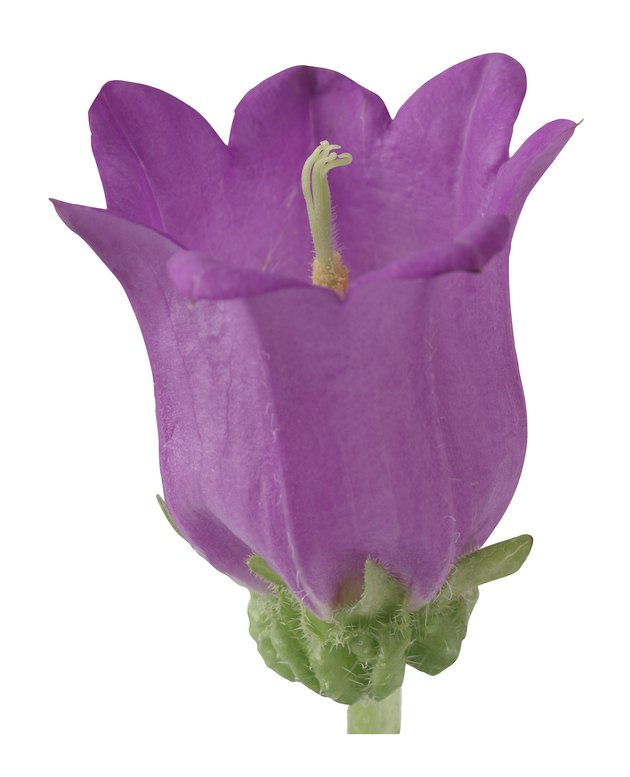 Campanula