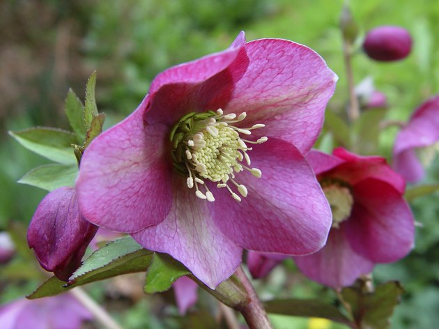 Helleborus orientalis