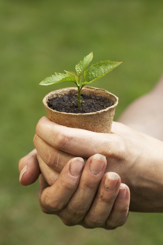 Woman holding seedling in flowerpot, close-up of hands