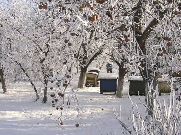 frozen garden