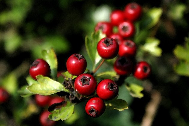 Bushes Or Shrubs With Red Berries Hunker 8054