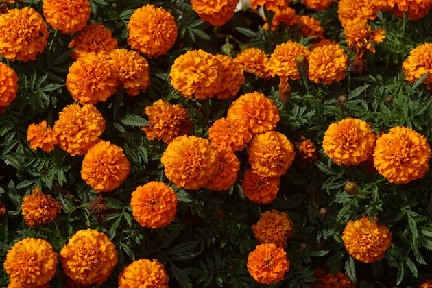 Different Types of Flowers Found in India | Hunker