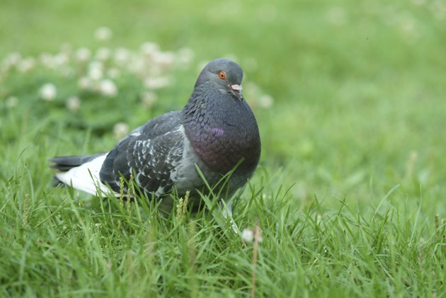 Pigeon