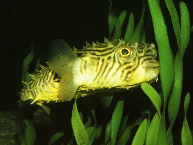 Striped Burrfish (Chilomycterus schorafi)