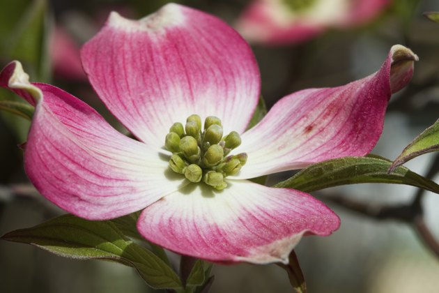 Pink Dogwood Blossom - Cornus florida Rubra