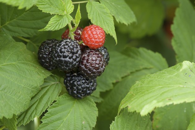 edible-wild-plants-in-indiana-hunker