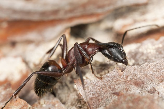 "Macro photo of a Carpenter ant, Camponotus herculeanus"