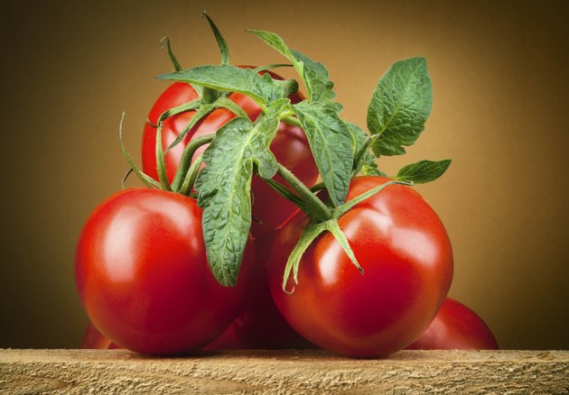 Organic tomato. Branch with leaves