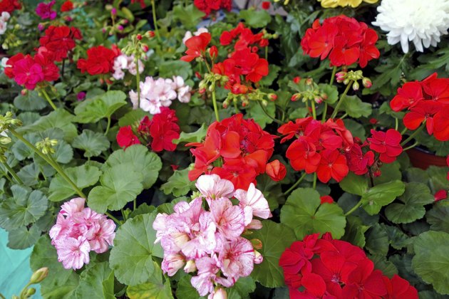 Flowers geranium