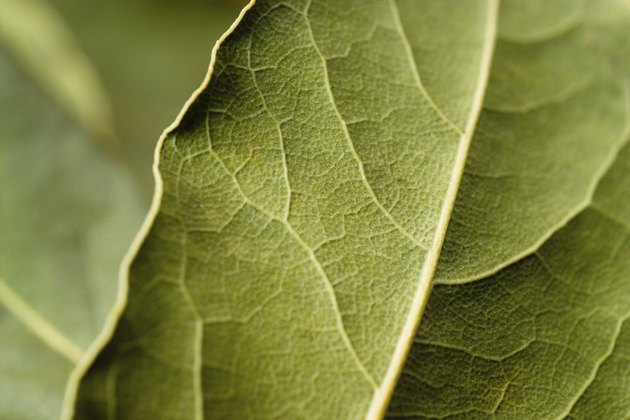 Bay leaf macro. Green background.