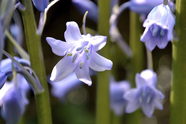 Bluebell Trumpet