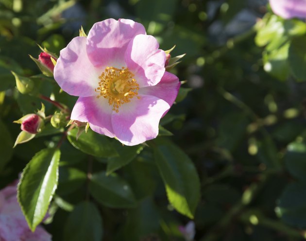 Wild rose