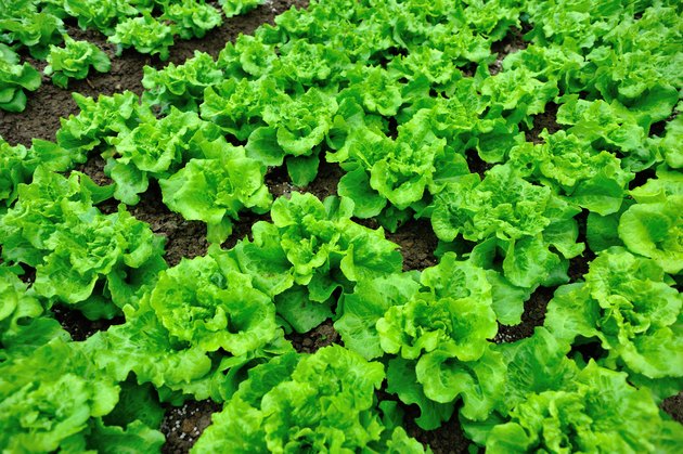 List of Acid-Loving Vegetable Plants | Hunker