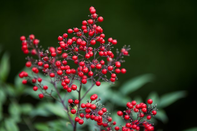 Bushes Or Shrubs With Red Berries Hunker