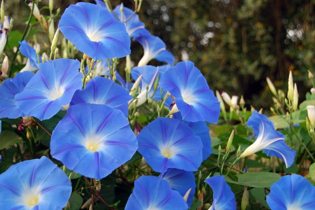 Morning glory