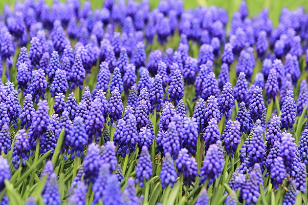 What Flowers Are Naturally Blue? | Hunker