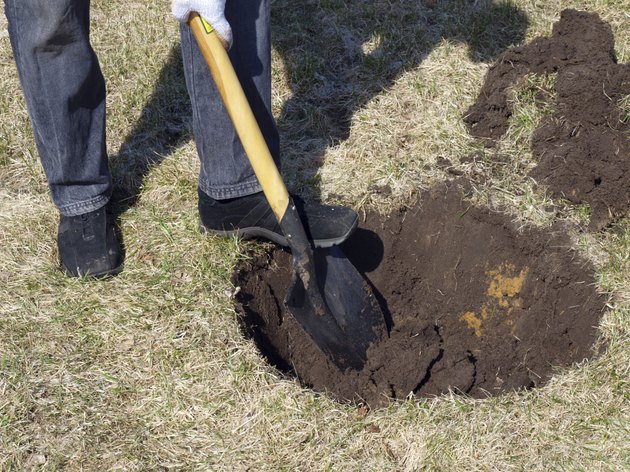 Hole for plant