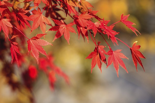 Red leaves of the maple in autumn