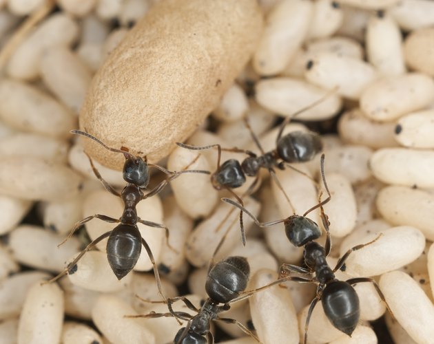 Black ant (Lasius niger) rescuing larva