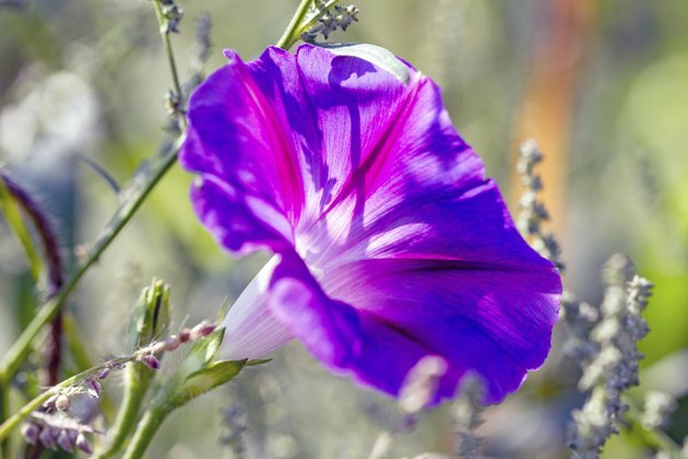 what-is-the-meaning-of-the-morning-glory-flower-hunker