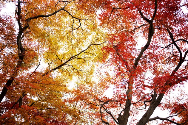 Autumn Maple Leaves