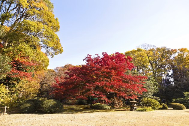 Japanese maple leaves in autumn