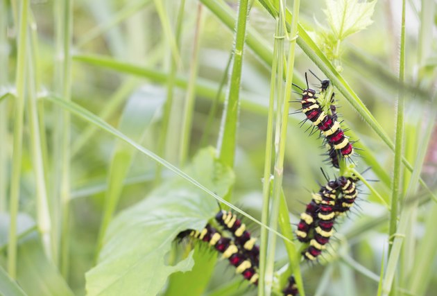 caterpillar eating leaves