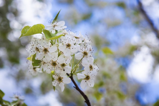 Dogwood blooms against blue sky