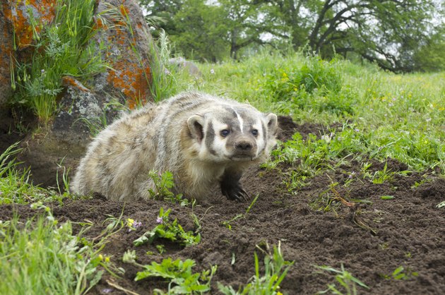 American Badger