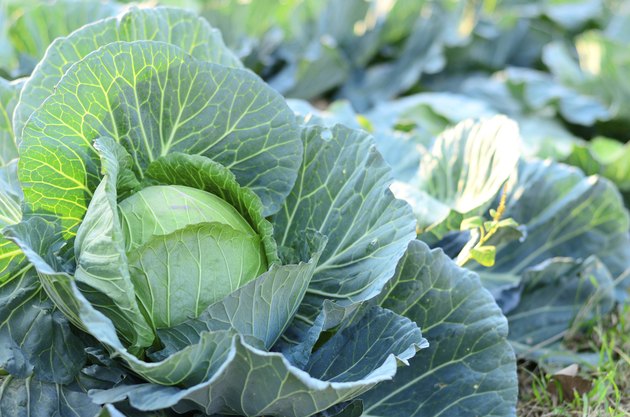 Fresh cabbages
