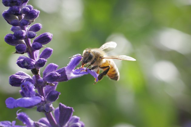 Honey bee drinking nectar on flower