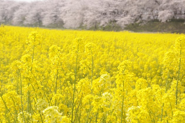 Cherry Blossom Trees and Field Mustard