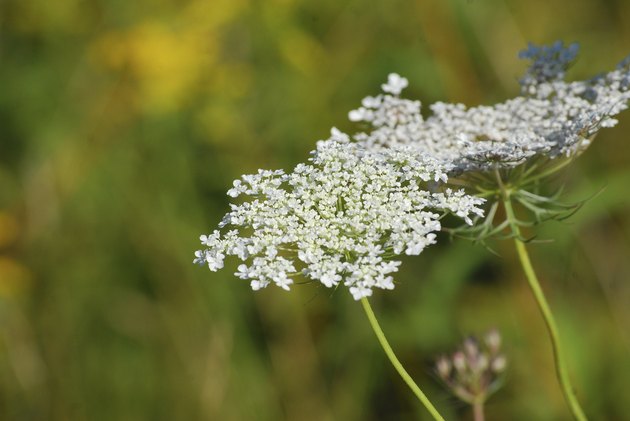 Queen Anne's Lace