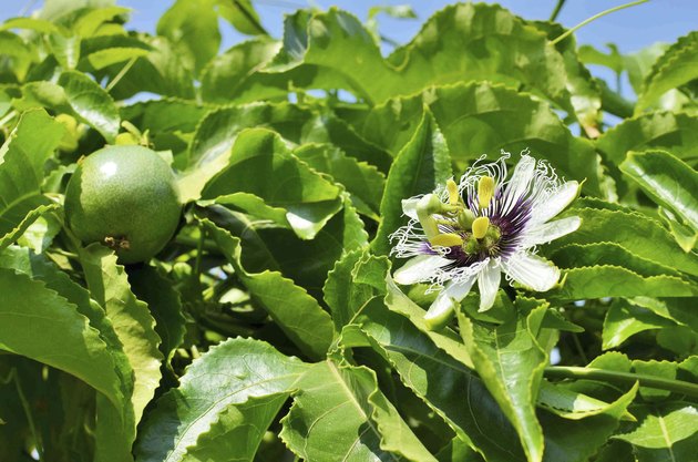 Passiflora edulis flower