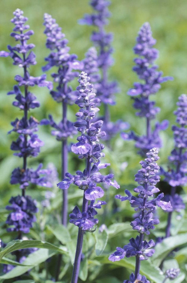Is Lavender Poisonous To Cats Hunker