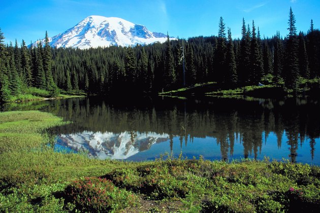 trees-in-washington-state-hunker