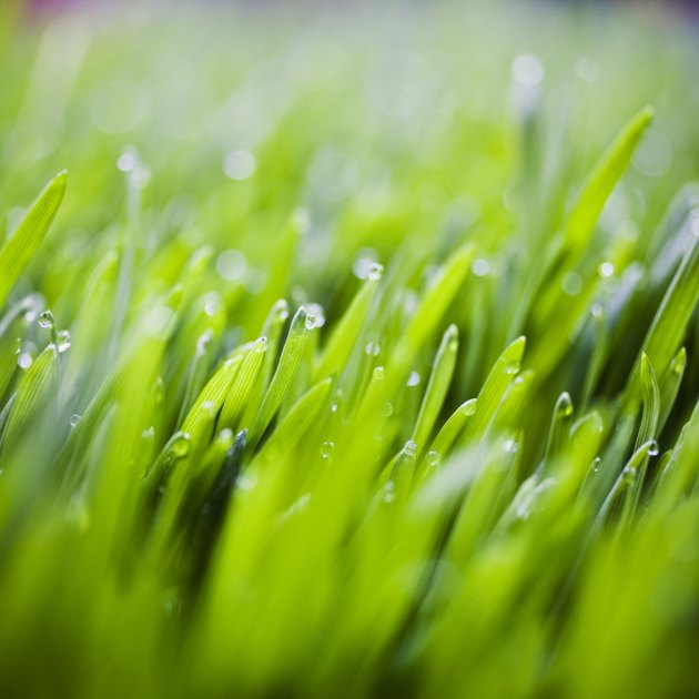 Grass with Fresh Water Droplets
