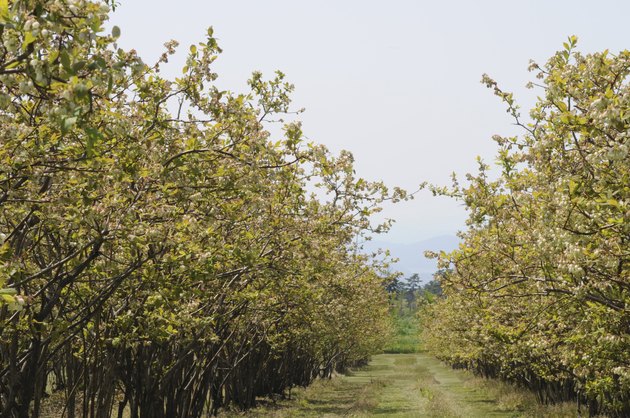 Oyama blueberry farm, Totori Prefecture, Honshu, Japan
